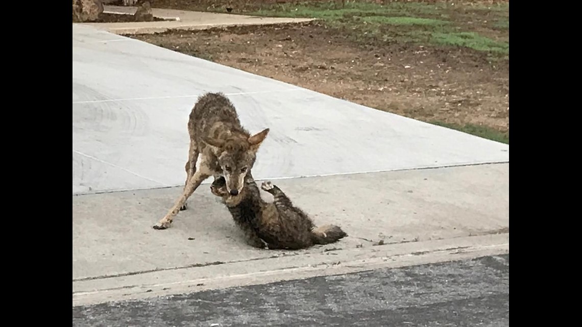 Coyote harming pets