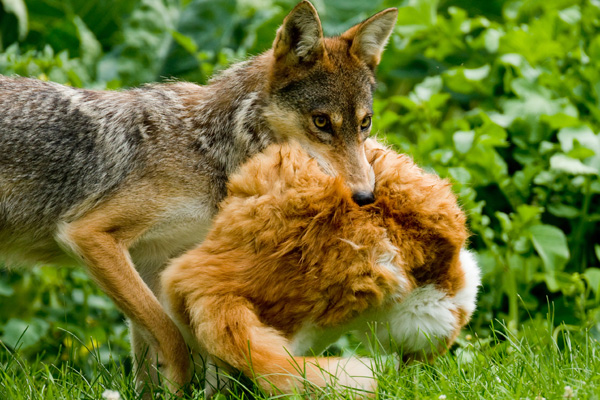 Coyote harming pets - part 2